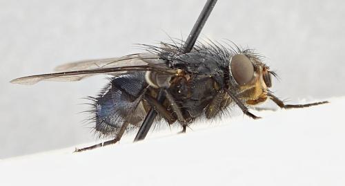 Réf. 353 276 : Calliphora vicina